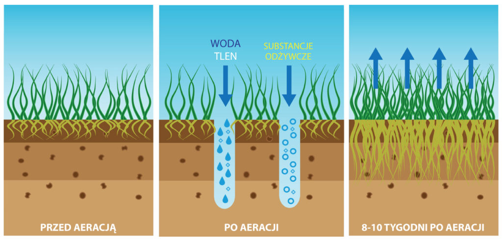 aeracja trawnika